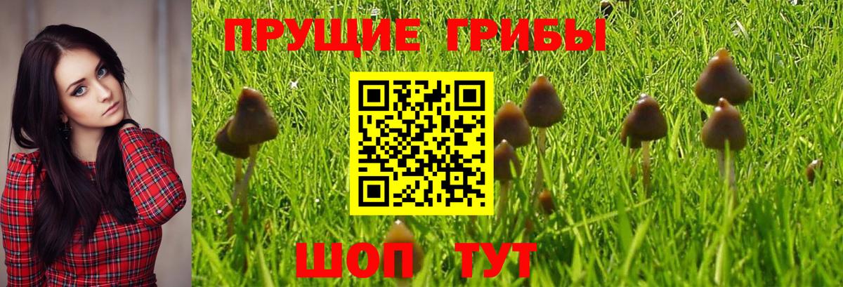 Галлюциногенные грибы Cubensis  Галлюциногенные грибы GOLDEN TEACHER  купить наркотик  Вход с VPN  Щёлково 